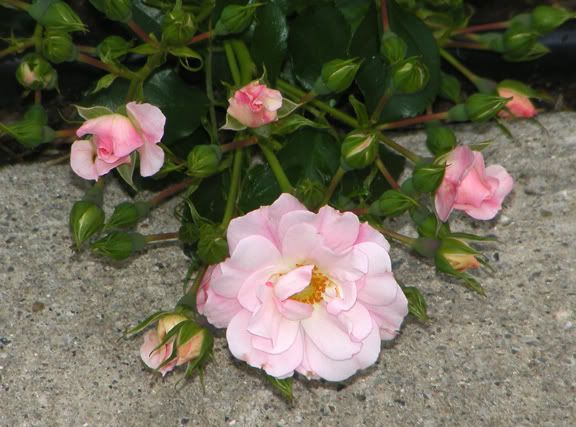 Appleblossom Flower Carpet